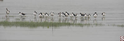 Black Winged Stilts Sleeping