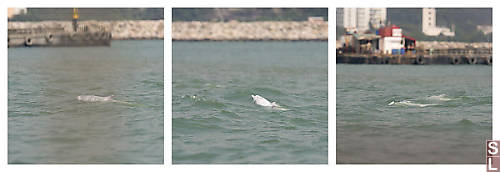 Chinese Dolphins Near Tai O