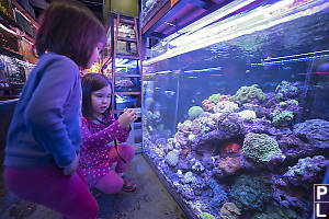 Demo Tank Of Corals