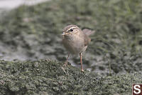 Dusky Warbler In Intertidal