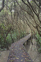 Elevated Boardwalk In Mangroves