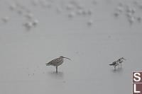 Eurasian Curlew And Marsh Sandpiper