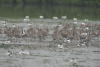 Asian black-tailed godwit