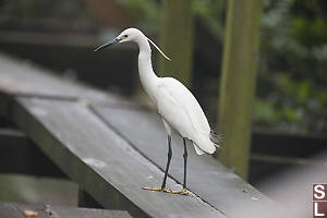 Little Egret On Floating Boardwalk