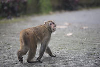 Macaque At Kadoori Farm