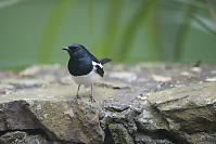 Oriental Magpie Robin