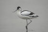 Pied Avocet