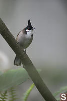 Red Whiskered Bulbul