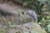 Striated heron