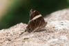 banded treebrown