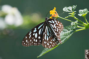 Blue Tiger