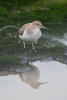 Common Sandpiper