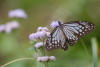 Glassy Tiger On Billygoat Weed