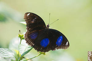 Great Egg-fly In Bright Light