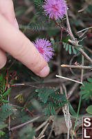 Leaves Curling In Mimosa Pudica