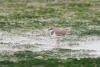 Little Ringed Plover