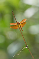 Orange Dragonfly From Below