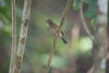 Red-flanked bluetail