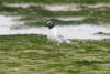 Saunders's Gull, Chinese black-headed gull