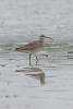 Whimbrel