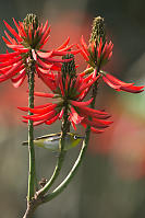 White Eye In Coral Tree