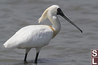 Black Faced Spoonbill Profile