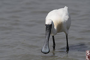 Black Faced Spoonbilll Beak