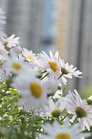 Daisies With City Behind