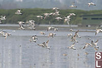 Eurasian Curlew In Flight