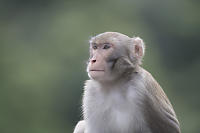 Macaque Portrait