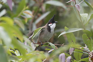 Red-whiskeredBulbul