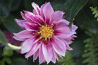 Two Pink Dahlia