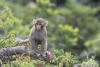 Young Monkey On Branch