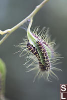 Caterpillars Eating Leaf