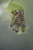 Five Caterpillars Sharing Leaf
