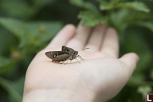 Nara Has Butterfly In Hand