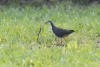 White-breasted Waterhen