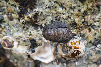 Chiton On Rock