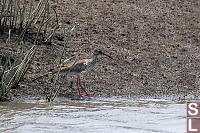 Common Redshank