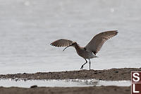 Eurasian Curlew