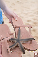 Indo Pacific Sand Star