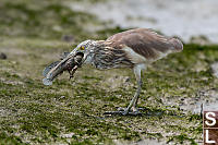 Mud Skipper Not Easy To Swallow