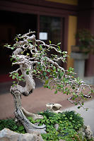 Penjing Outdoors