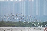 Pied Avocet