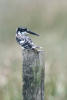 Pied Kingfisher