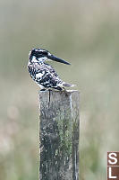 Pied Kingfisher On Post