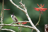 Red Whiskered Bulbul