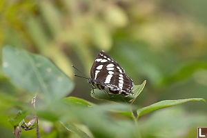 Sailer Butterfly On Edge