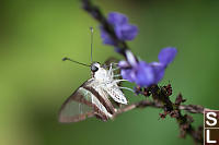 White Dragontail Without Tail