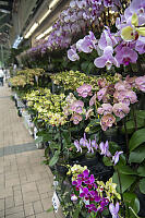 Rows Of Orchids